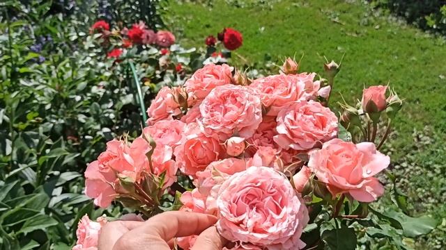 Сравнение отзыв розы  ЛОРАН КАБРОЛЬ , КОРАЛЛ ЖЕЛЕ, КИМОНО.