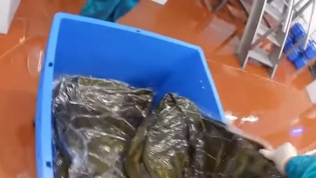 БУРЫЕ МОРСКИЕ ВОДОРОСЛИ-БЕСЦЕННЫЙ ИСТОЧНИК ЗДОРОВЬЯ.МОРСКАЯ КАПУСТА (ЛАМИНАРИЯ). смотреть онлайн