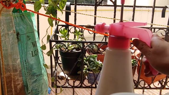 how to care echeveria succulents during summer season