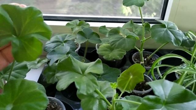 Денежное дерево ?... Сансевиерии.. кактусы и другие растения на восточном окне смотреть онлайн