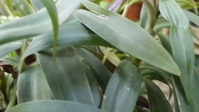 Dwarf Oyester#Rhoeo#a beautiful land scaping plant смотреть онлайн
