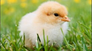 Цып-цып, мои цыплятки - детская песенка. Cücələrim на азербайджанском языке.