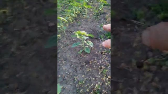 подкормка бором подсолнуха смотреть онлайн
