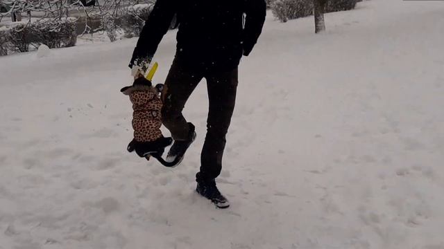 Как гулять с собакой зимой или зимние гулянья с русским тоем смотреть онлайн