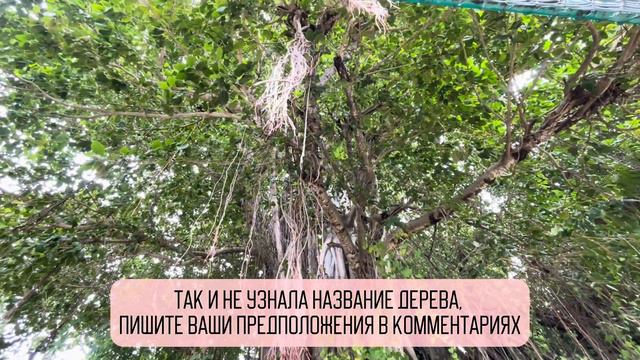 НЕСКУЧНЫЕ МАЛЬДИВЫ | АКУЛЫ | ДЕЛЬФИНЫ | АКТИВНЫЙ ОТДЫХ смотреть онлайн