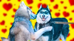 ЧЕРЕЗ НЕДЕЛЮ Я СНОВА СТАНУ ПАПОЙ! (Хаски Бандит) Говорящая собака