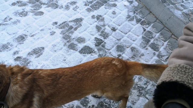 Собака за газ смотреть онлайн