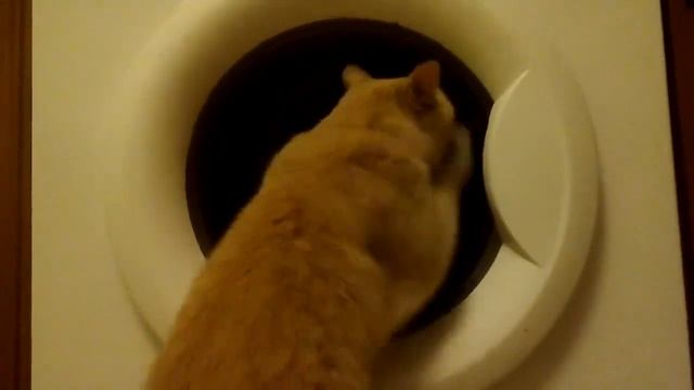 Кошка боксёр VS стиральная машина смотреть онлайн