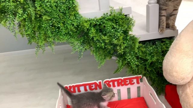 Cat met kittens in his house and is outraged смотреть онлайн