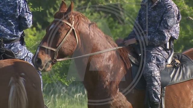 С наступлением дачного сезона на улицах садовых обществ Костаная начинают работать кавалеристы смотреть онлайн