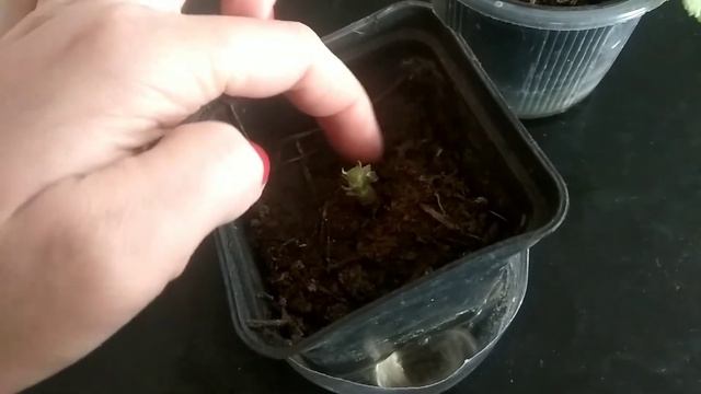 Укореняю герань/пеларгонию в воде!ЭКСПЕРИМЕНТ- Укореняем листья! смотреть онлайн