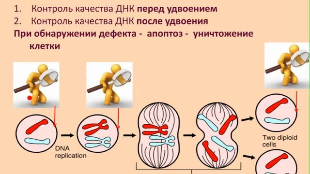 Практика применения линейки ДИНАЙ при пухолевых заболеваниях часть№1 смотреть онлайн