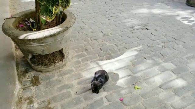 Walking in Old Havana | Havana Cuban Tour | TRAVEL VLOG смотреть онлайн