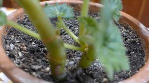 Подкормка бегонии после обрезки для активного роста и пышного цветения.