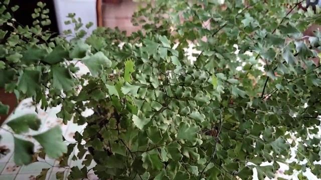 Адиантум или Венерины волосы . смотреть онлайн