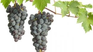 Виноград польза и вред/ кому стоит ограничить