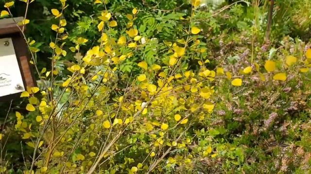 Betula nana bříza zakrslá смотреть онлайн