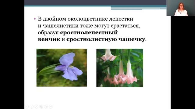 Биология 6 класс 12-13 недели. Цветок. Соцветия смотреть онлайн