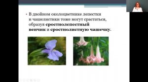 Биология 6 класс 12-13 недели. Цветок. Соцветия