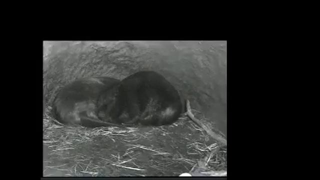 Прямая трансляция пользователя Zapovednik Vrn смотреть онлайн