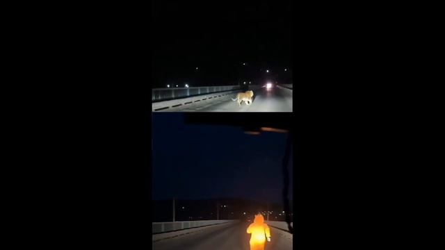 а говорили не правда что в Раздольном тигры по дорогам ходят смотреть онлайн