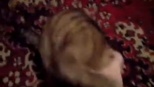 Игра с кошкой смотреть онлайн