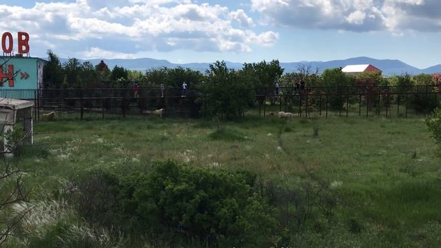 Гек уже с другой, Кай наехал на Чука, Чип пылесосит) A Lion Meal At Taigan Safari Park!