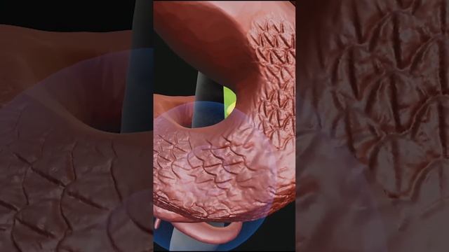 Shapelab #shorts | VR sculpting a Snake смотреть онлайн