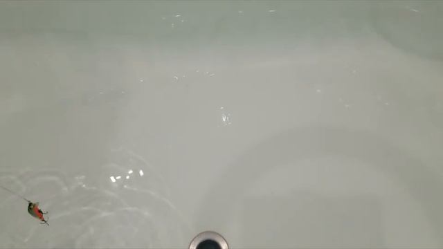 Воблер Orbit 80 SP-SR. Обзор воблера. Игра приманки в воде. Каталог любимых воблеров смотреть онлайн