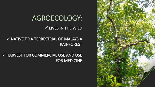 Meranti Daun Besar Tree