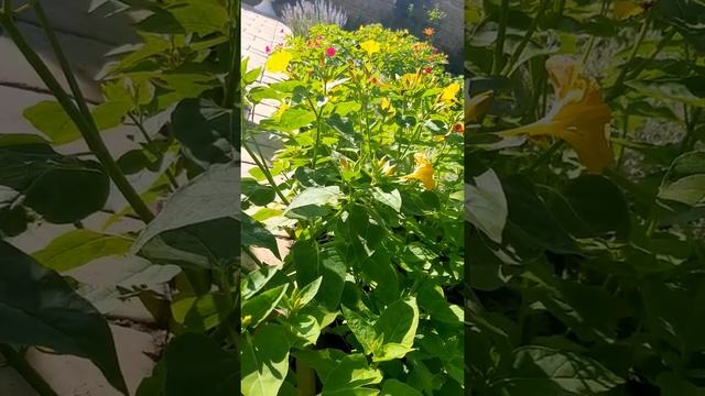 НОЧНАЯ КРАСАВИЦА?ЦАРСКАЯ БОРОДКА ?МИРАБИЛИС? смотреть онлайн