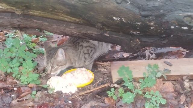 Дикий и дичайшая