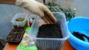 Молодило  (Sempervívum) в саду . Размножение семенами от А до Я.