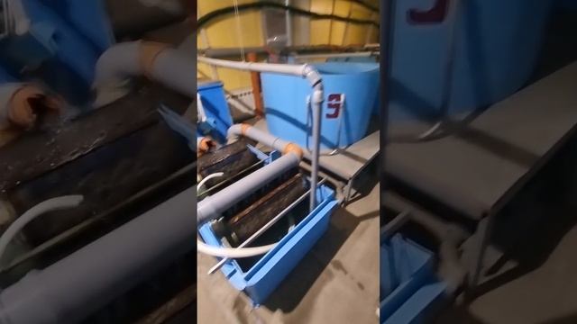 подогрев воды в узв.#узв#ферма#рыбоводство#рыба#осетр#стерлядь#форель#здоровоепитание смотреть онлайн