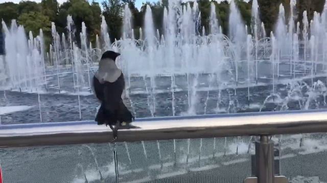 Чудеса замедленной съемки)) смотреть онлайн