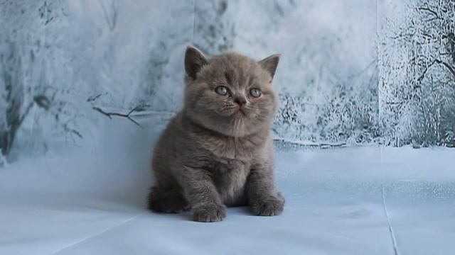 Британский голубой кот Darwin играет. смотреть онлайн