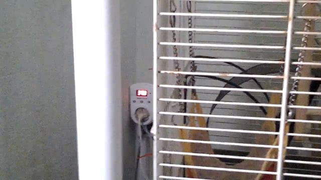 Снимаю про перепелов , рождения перепелов смотреть онлайн