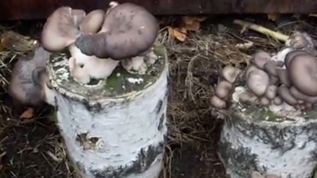 Грибы вешенки осенью смотреть онлайн