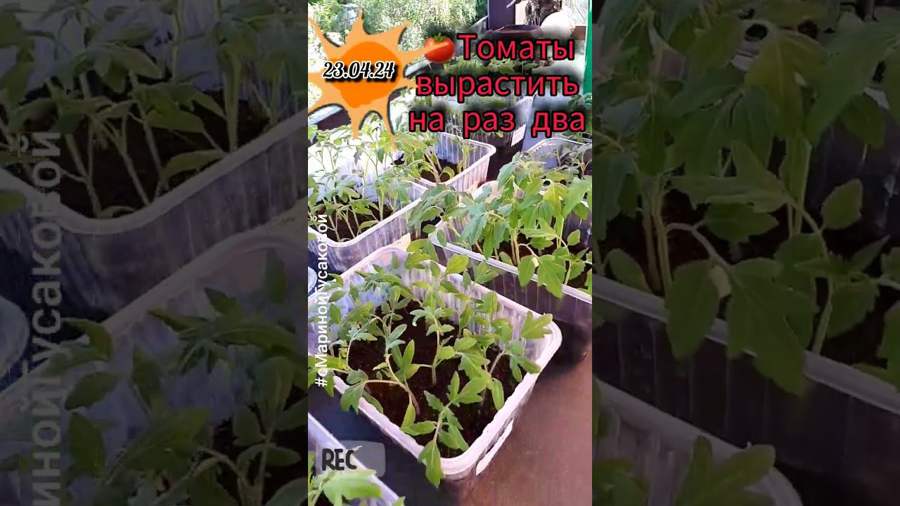 ТОМАТЫ БУКЕТНЫМ СПОСОБОМ посеяны 2 апреля. Сегодня 23 апреля подсыпаю | с Мариной Гусаковой смотреть онлайн