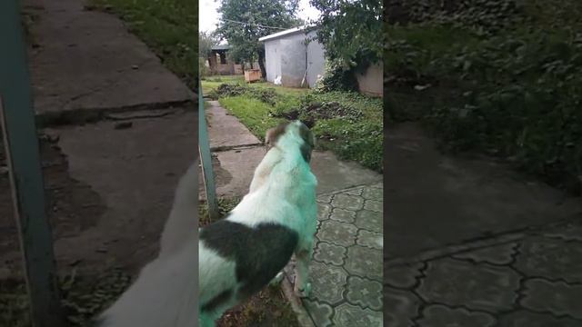 Мой говорящий Алабай смотреть онлайн