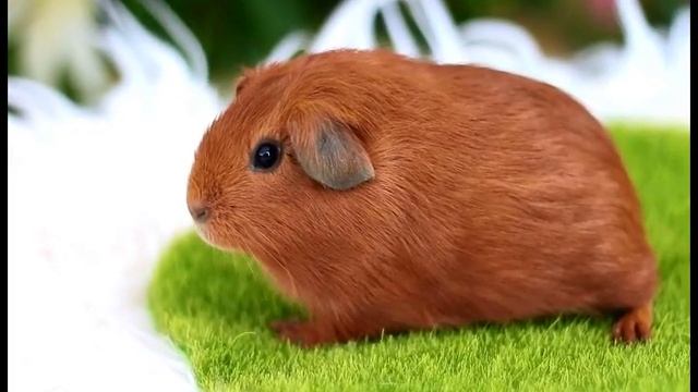 Мультик, морская свинка гладкошерстная смотреть онлайн