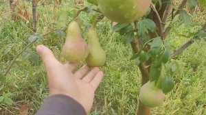 Груша Аббат Феттель.Французская красавица