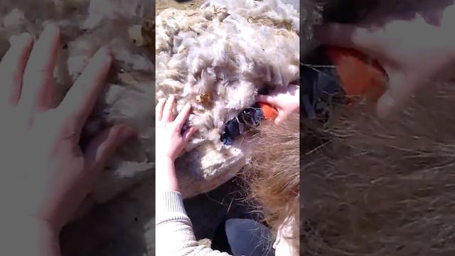 Стрижка овец машинкой Лакоста смотреть онлайн