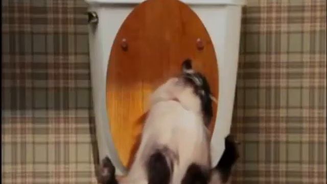 кот занят в туалет, шас минут! (слабослышащих и глухих) смотреть онлайн