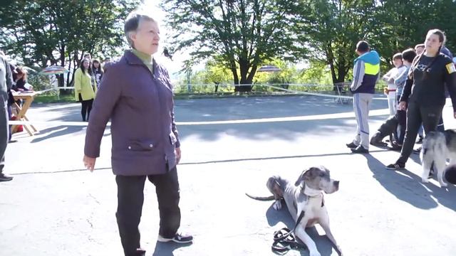Коргі, доги та вівчарки…. У Хмельницькому пройшла Міжнародна виставка собак . Підсумки тижня . смотреть онлайн