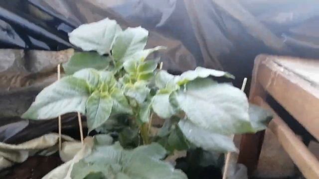 Выращивание картошки в мешках на балконе смотреть онлайн