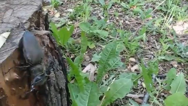 жук олень#Lucanus cervus#красная книга смотреть онлайн