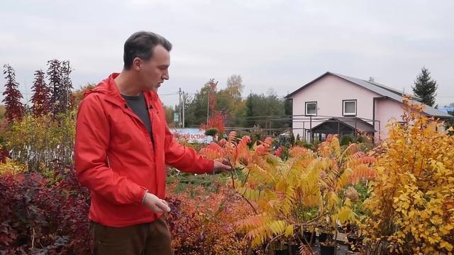 Растения с яркой осенней окраской. Главная распродажа сезона! смотреть онлайн