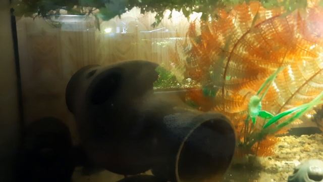 ТИРАН АКВАРИУМОВ! Аулонокара Королева Ньяса (Гон самца) смотреть онлайн