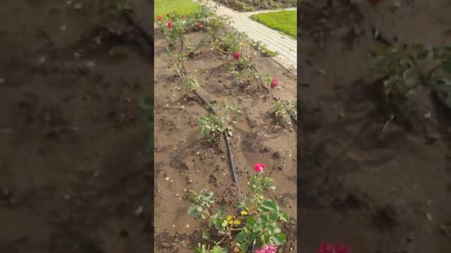Долина Роз, Кисловодск смотреть онлайн